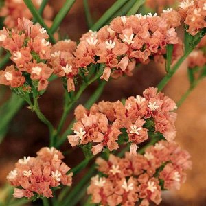 Limonium Qis Apricot