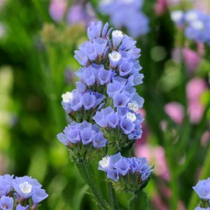 Limonium Qis Blue Pale