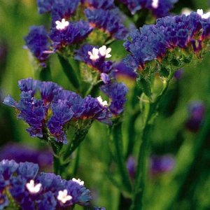 Limonium Qis Dark Blue