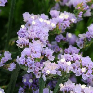 Limonium Qis Lavender