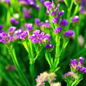 Limonium Qis Purple