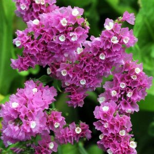 Limonium Qis Rose