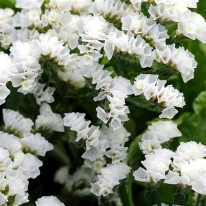 Limonium Qis White