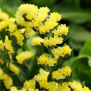 Limonium Qis Yellow