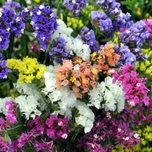 Limonium Qis Mix