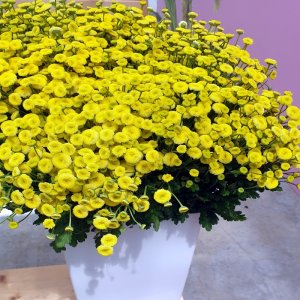 Tanacetum Amazone