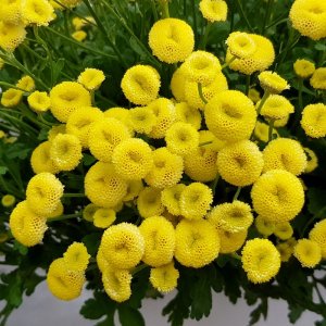 Tanacetum Amero 