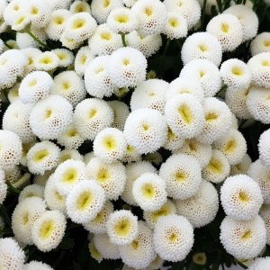 Tanacetum Baya 