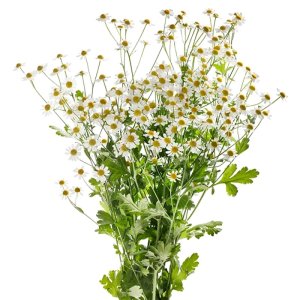 Tanacetum Campagne Imp 