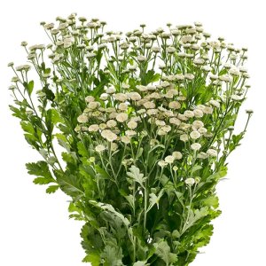 Tanacetum Crown White