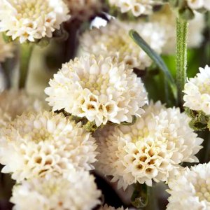 Tanacetum Crown White 