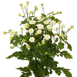 Tanacetum Lima