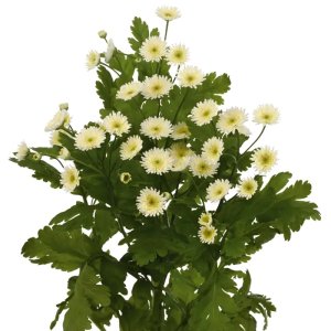 Tanacetum Orinoco 