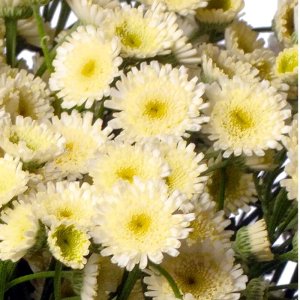 Tanacetum Orinoco