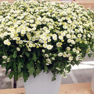 Tanacetum Rio