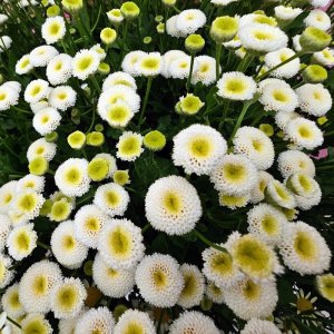 Tanacetum Rio 