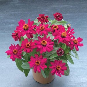 Zinnia Belize Rose