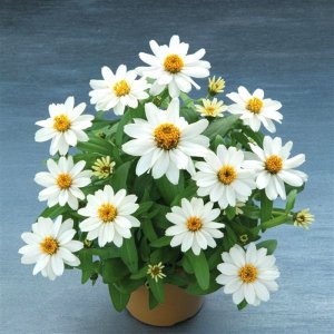 Zinnia Belize White