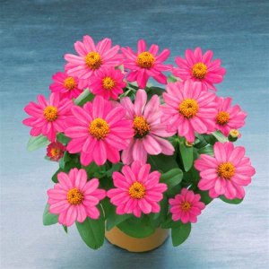 Zinnia Belize Cherry