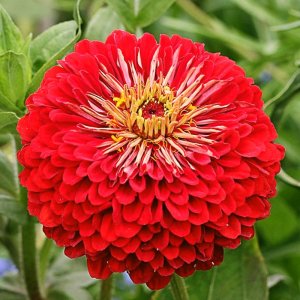 Zinnia Benarys Giant Scarlet