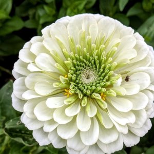 Zinnia Benarys Giant White