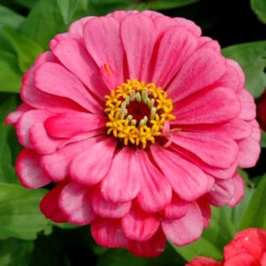 Zinnia Benarys Giant Carmin Rose