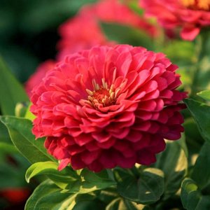 Zinnia Benarys Giant Coral