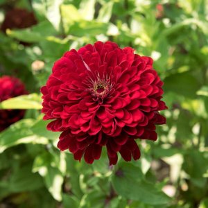 Zinnia Benarys Giant Deep Red