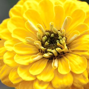 Zinnia Benarys Giant Golden Yellow