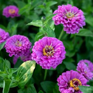 Zinnia Benarys Giant Lilac