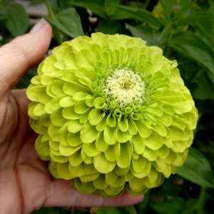 Zinnia Benarys Giant Lime