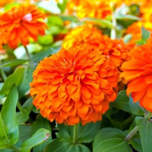 Zinnia Benarys Giant Orange