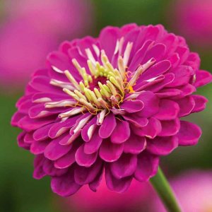 Zinnia Benarys Giant Purple