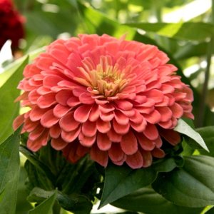 Zinnia Benarys Giant Salmon Rose