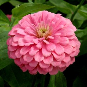 Zinnia Benarys Giant Bright Pink