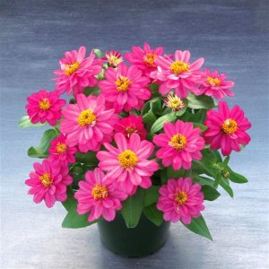 Zinnia Belize Double Rose