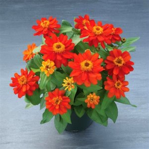 Zinnia Belize Double Scarlet