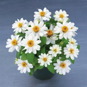 Zinnia Belize Double White