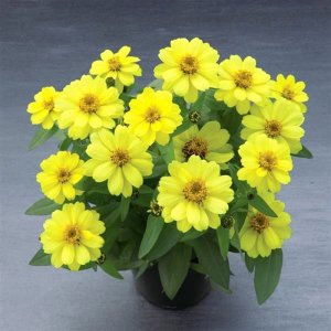 Zinnia Belize Double Yellow