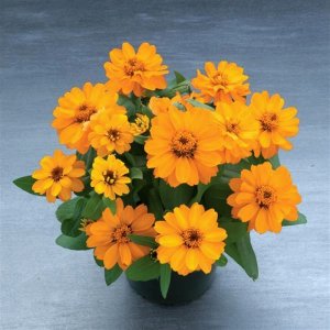 Zinnia Belize Double Orange