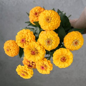 Zinnia Oklahoma Golden Yellow