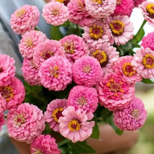 Zinnia Oklahoma Pink