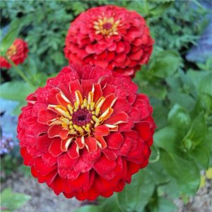 Zinnia Oklahoma Scarlet