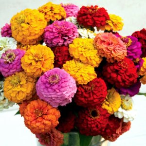 Zinnia Oklahoma Mix