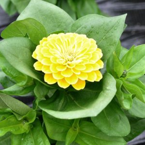 Zinnia Preciosa Light Yellow