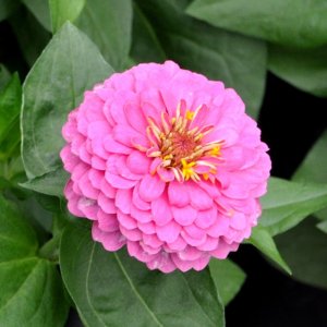 Zinnia Preciosa Pink