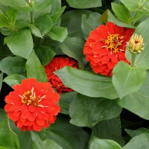 Zinnia Preciosa Red