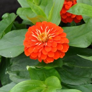 Zinnia Preciosa Scarlet