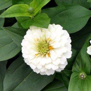 Zinnia Preciosa White