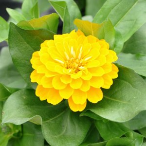 Zinnia Preciosa Yellow